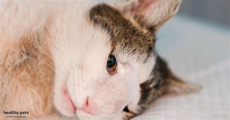 What Causes Brain Tumors In Cats